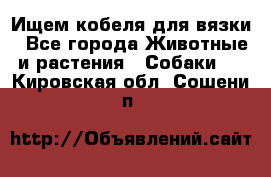 Ищем кобеля для вязки - Все города Животные и растения » Собаки   . Кировская обл.,Сошени п.